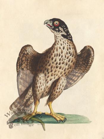 Sparrowhawk - Tribute Bd 74 M